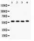 Anti-CYP1A1 Picoband Antibody